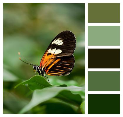 Postman Butterfly Garden Butterfly Image